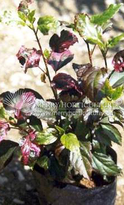 Hibiscus tricolour red